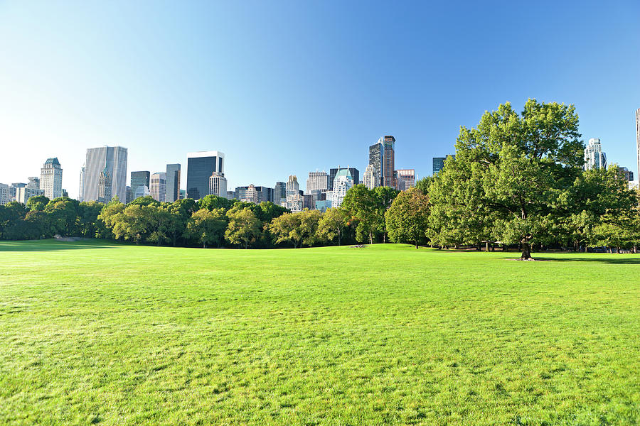Park with city skyline and green trees.